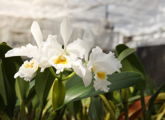 White cattleya orchids in a greenhouse.