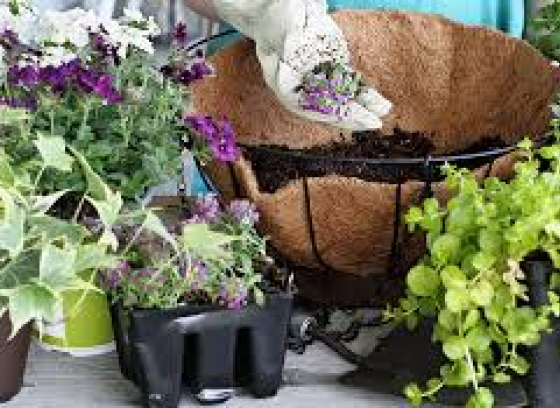 A person getting ready to plant a hanging basket, with small plants surrounding the basket.