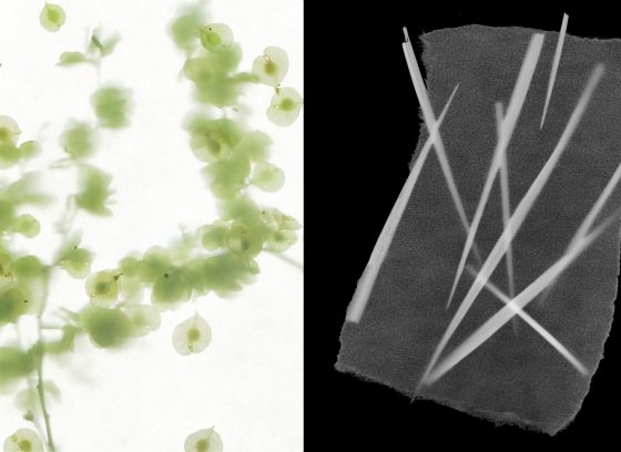 Shoshannah White cameraless photography prints