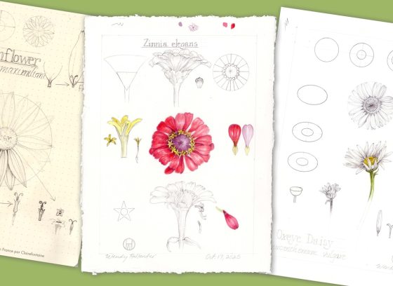 Three pages of botanical art prints and sketches against a lime green background.