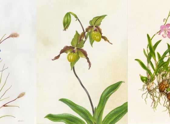 Three botanical art prints of three different types of orchids.