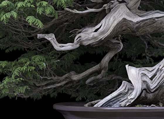 Closeup of windswept evergreen bonsai with white trunk.