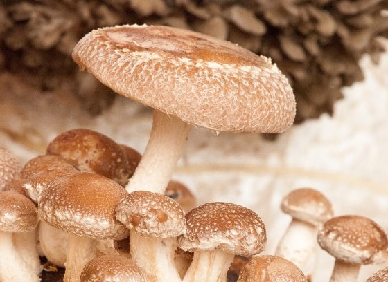 Small and large button mushrooms.
