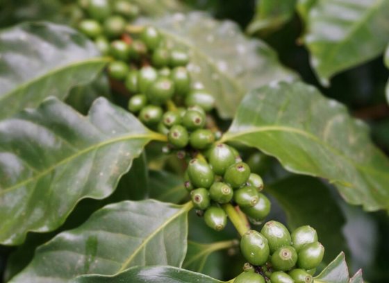 An arabica (coffee) plant, featuring small, round, green seeds growing against the stem of a leafy plant.