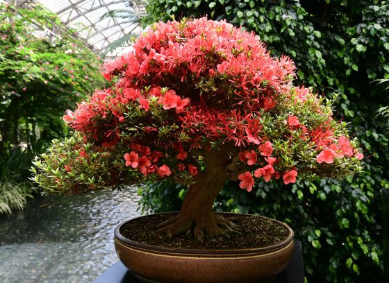 Closeup of orange-colored blooms of azalea bonsai against a conservatory backdrop.