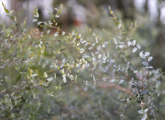 Eucalyptus fills the image with soft light. 