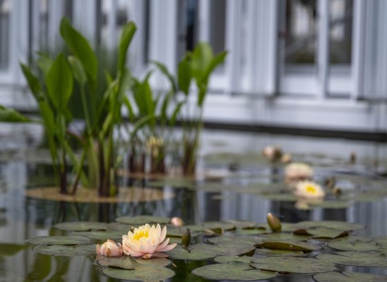 A variety of water plants growing in a water feature next to a plant conservatory.