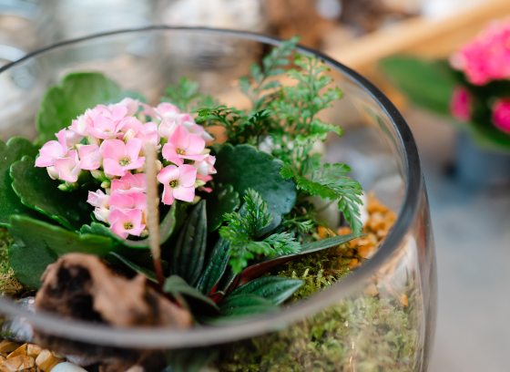 Terrarium filled with various small plants