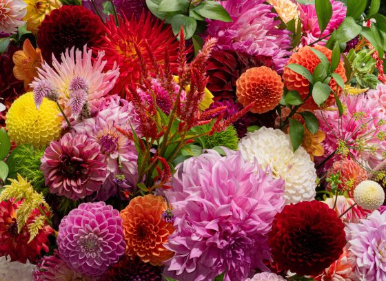 Colorful closeup of variety of dahlias in full bloom.