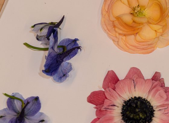 Pressed blue, yellow and pink flowers on paper