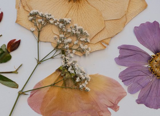 Pressed flowers of various types and colors