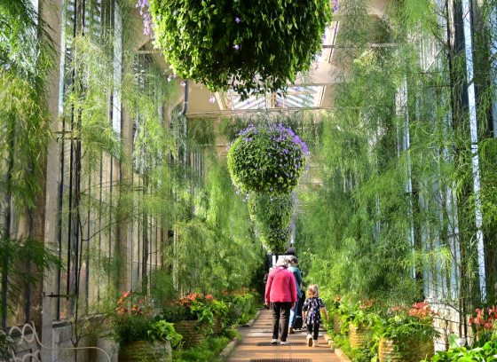 Three people walking along a path, surrounded by acacia, at Longwood Gardens.