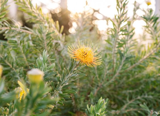 A bright indoor garden, with a yellow flower among green leafy foliage. 