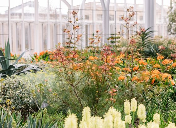 An indoor garden, inside a conservatory, featuring light and airy blooms. 