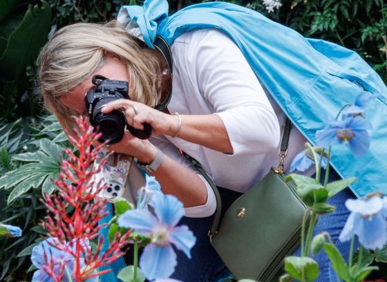 Woman taking a picture with camera of blue poppy display