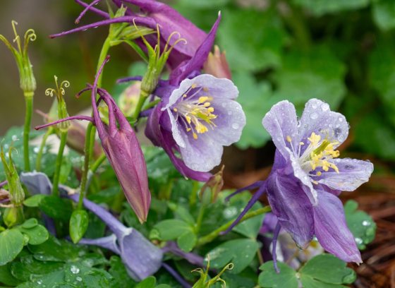 Purple columbine flowers growing outdoors. 