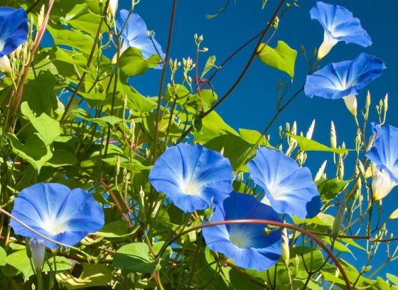 Blue morning glories in bloom