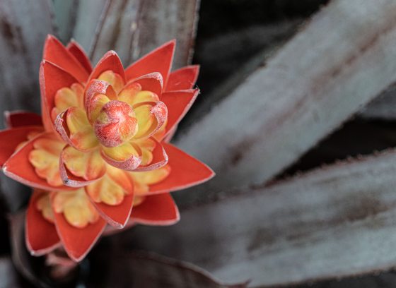 A tropical red and yellow flower growing in a large succulent.