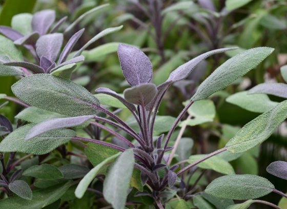 Green and purple salvia and sage growing outdoors in a garden.