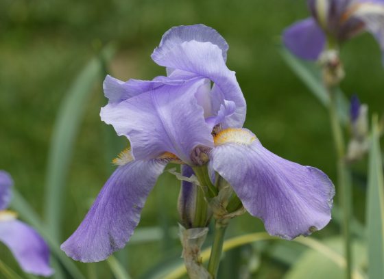 A purple iris blooming in a garden with green foliage surrounding it.