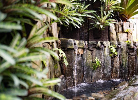 A garden inside a conservatory with a stone wall with water features and tropical plant foliage.