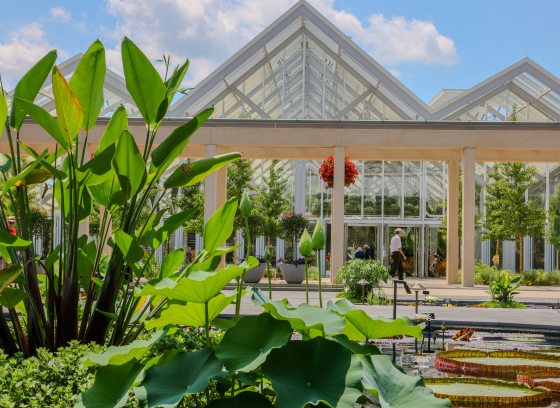 Waterlily pools in foreground with conservatory structure in background.