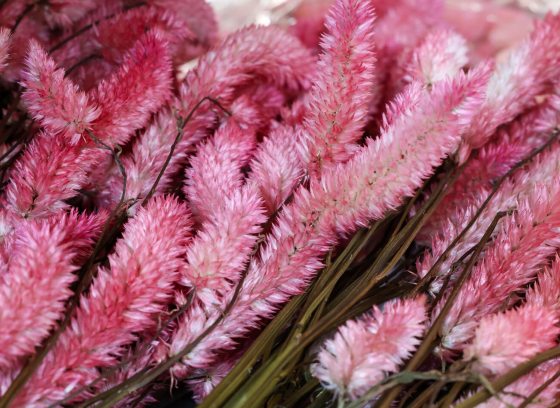 Dried pink floral material laying in bunches on a table.