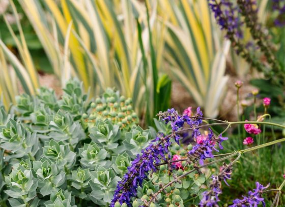 A spring plant palatte, feature purple and pink flowers, yellow and green leaves, and a succlulent type plants, all growing in an outdoor garden.