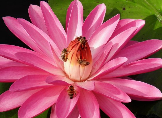 Honeybees gather on the center of a bright pink nymphaea bloom