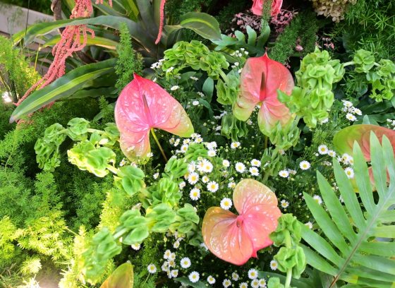 A variety of tropical plants growing in an indoor conservatory.
