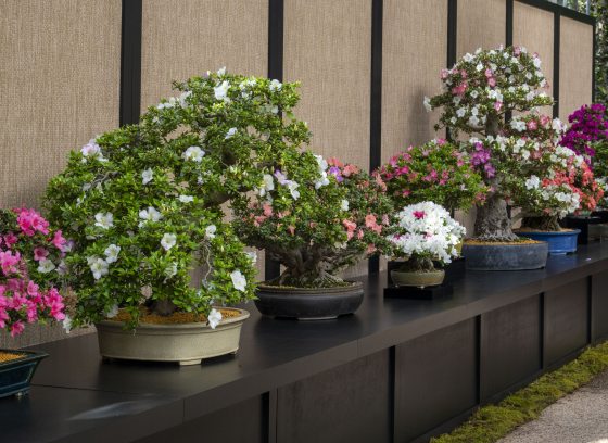 Azalea bonsai specimens on display on a long dark platform against a beige fabric backdrop.