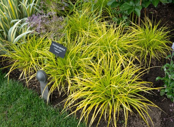 An up close photo of a type of sedge, featuring lime green grass like leaves.