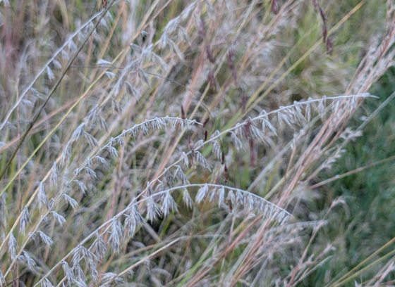 A close up image of a native grass plant.