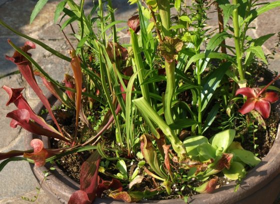 A container of carnivorous pitcher plants, resting on a stone walkway. 