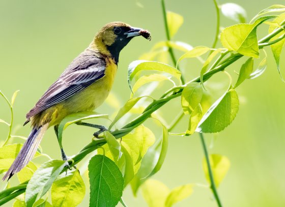 Male Orchard Oriole on perching on vine holding a bug in mouth