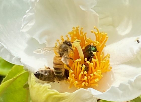 A honeybee and a small, shiny green beetle crawling together on the bright yellow stamens inside a large, delicate white flower.