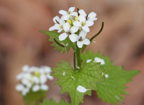 A close up image of garlic mustard, with green foliage and white blooming petals.