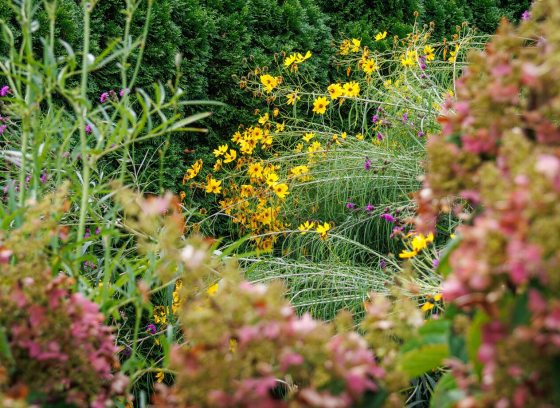 A vibrant garden scene featuring tall stalks of yellow flowers in the center, flanked by soft-focus, textured pink flowering shrubs in the foreground and a dense evergreen hedge in the background.