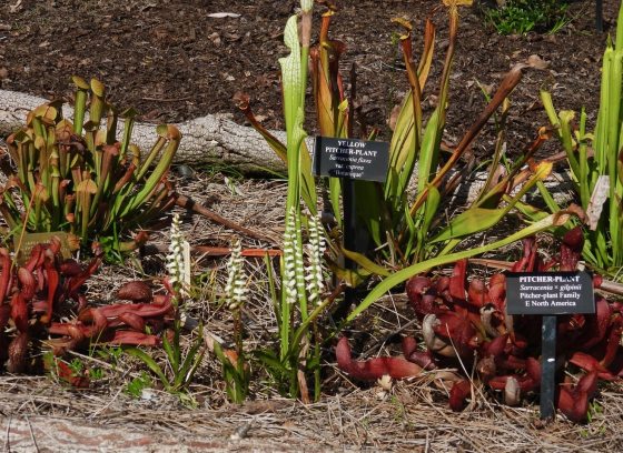 A collection of pitcher plants growing in a mulched garden bed, with visible identification signs for Sarracenia flava and Sarracenia x gilpinii.