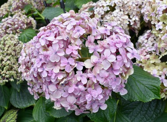 A large, dense cluster of delicate pink hydrangea blossoms surrounded by lush green foliage.