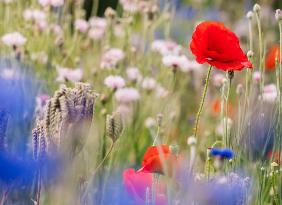 Closeup of flowers in palette of red, white, and blue.