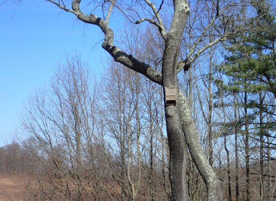 A tall tree in a winter landscape with a bat house nailed to the trunk.