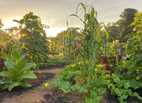 A large vegetable garden with several plots of tall plants, photographed at sunset.