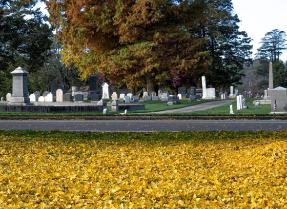 A wide angle shot of a cemetary in the background, with a yard of yellow ginko leaves in the foreground.
