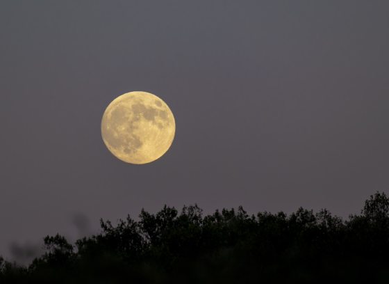 A night sky featuring a shiloutette of trees and a large full moon.