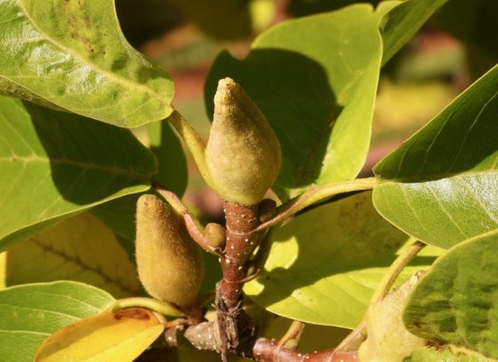 A close up of a magnolia leaves on a tree branch.