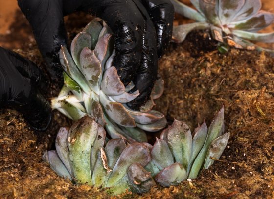 A person hands plantng three succulent plants into a container.