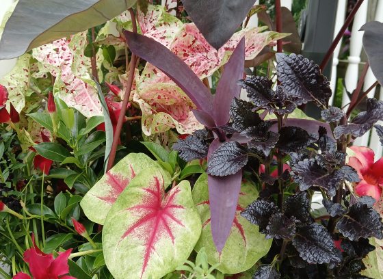 Plants in a Gothic-inspired container planting