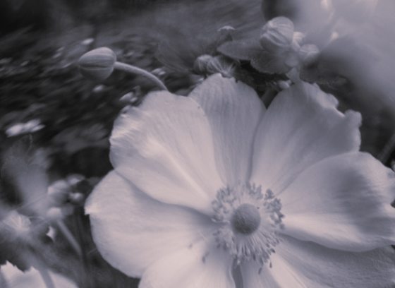Photo of a flower in black and white, slightly distorted.
