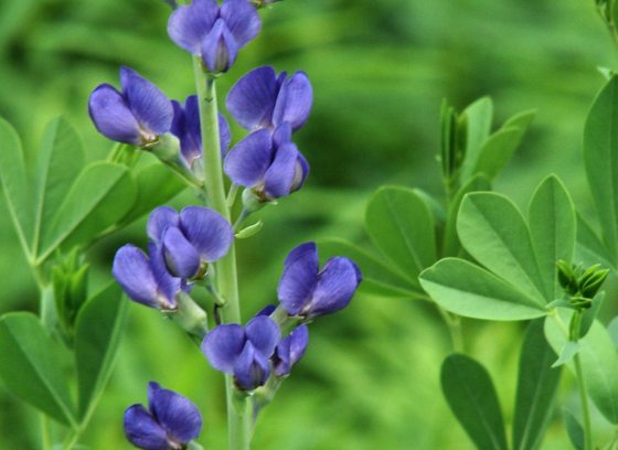 A stem of blue false indigo growing outdoors.